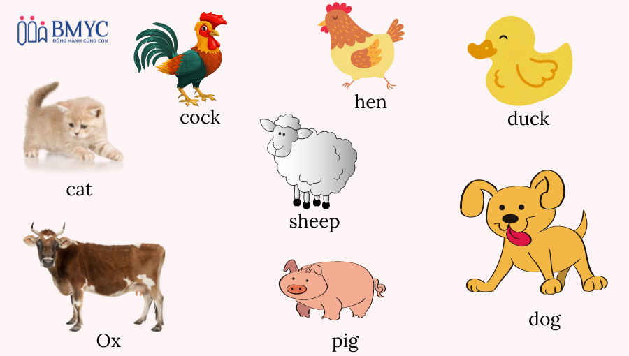 Từ vựng tiếng Anh chủ đề con vật phân loại theo động vật nuôi trong nhà.