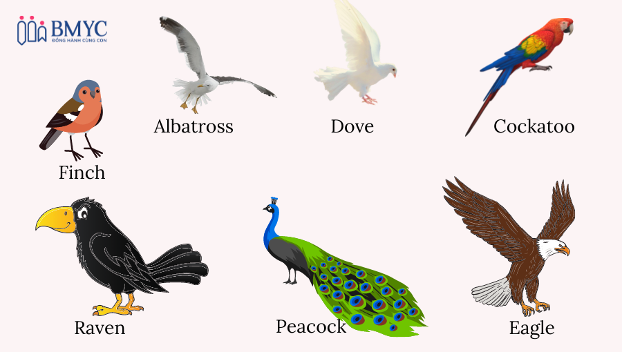 Từ vựng tiếng Anh chủ đề con vật phân loại theo giống loài.