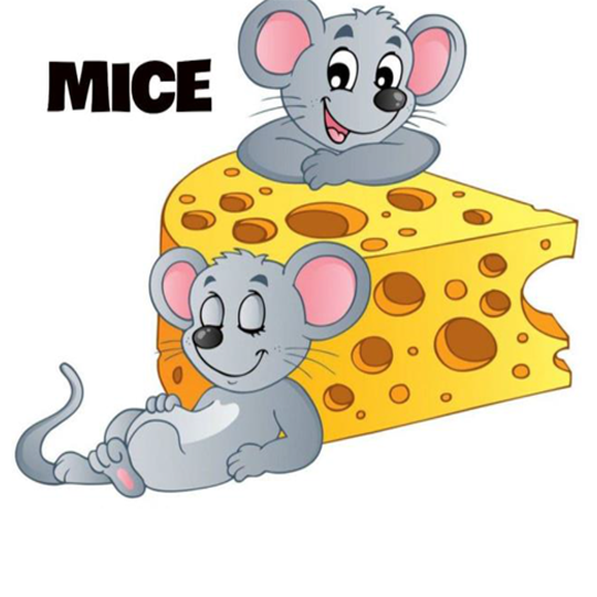 mice