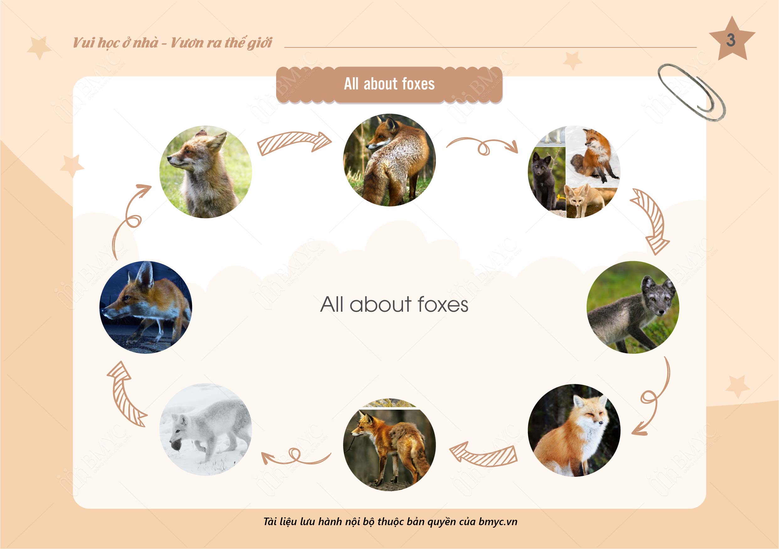 Speaking All about foxes 01 1