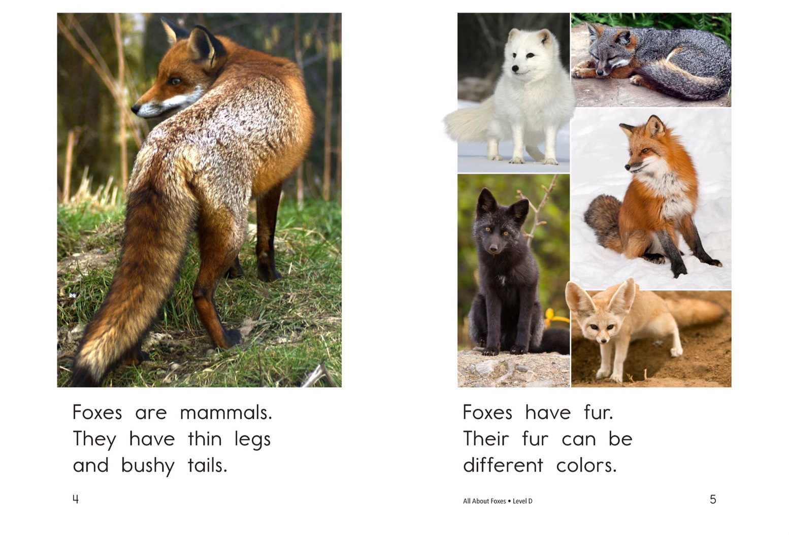 T1.spk .All About Foxes 3
