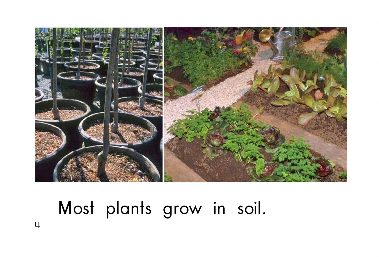 T18 spk Where plants grow 4