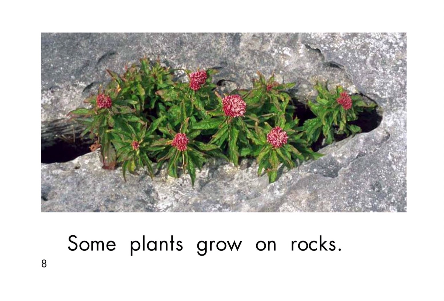 T18 spk Where plants grow 8