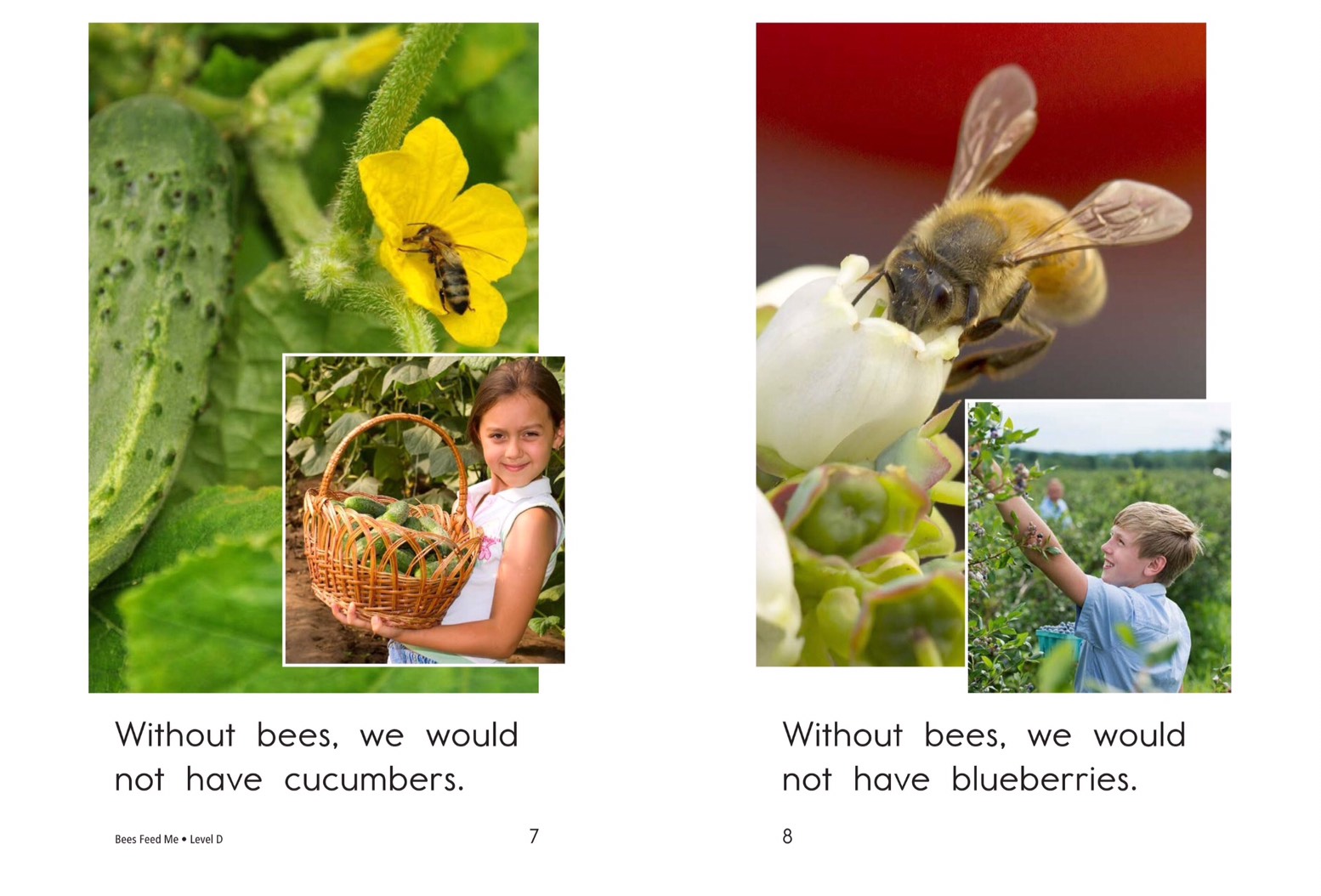 T21 spk Bees Feed Me 4