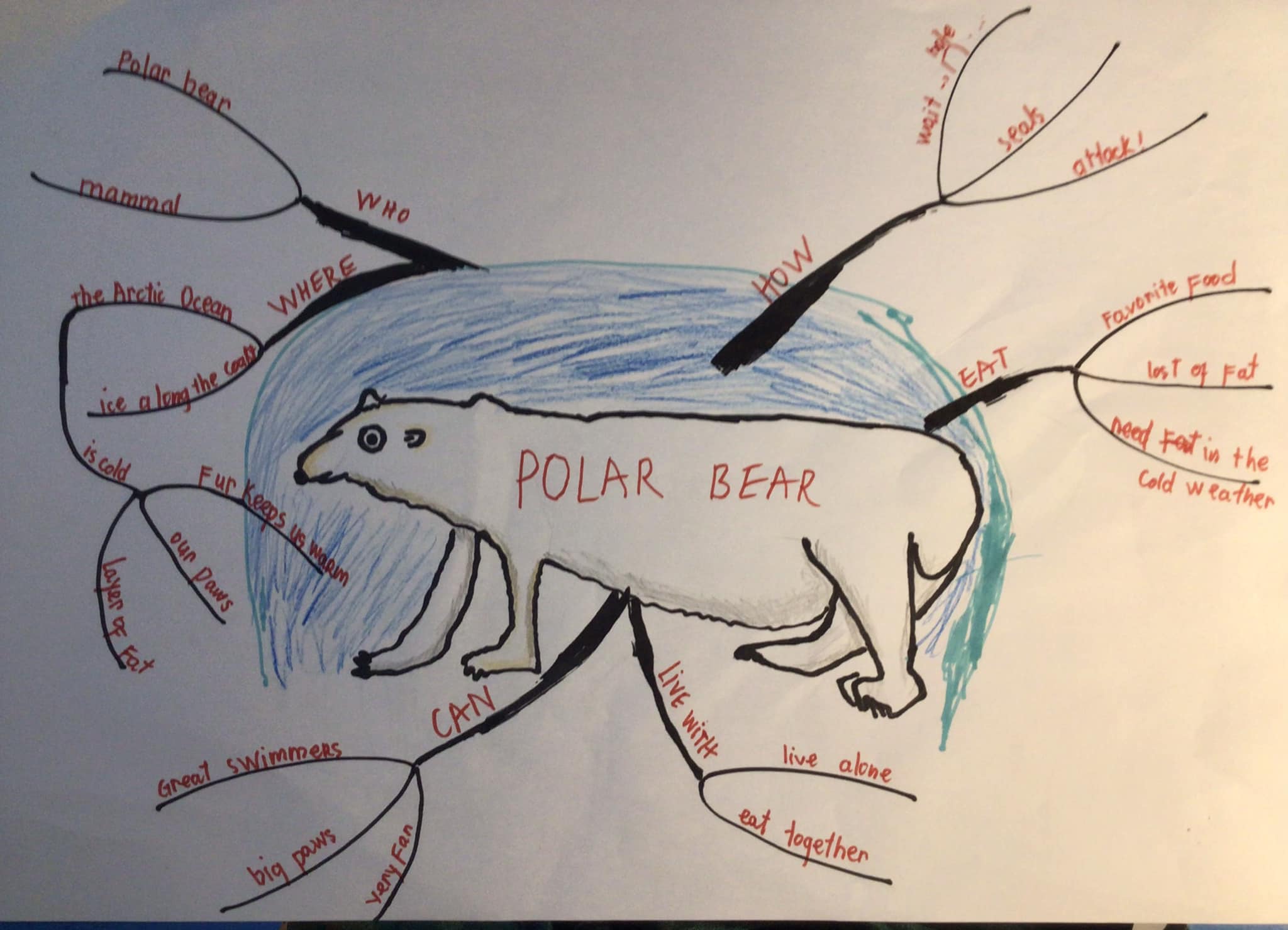 Sơ đồ tư duy theo chủ đề đặc điểm của gấu bắc cực