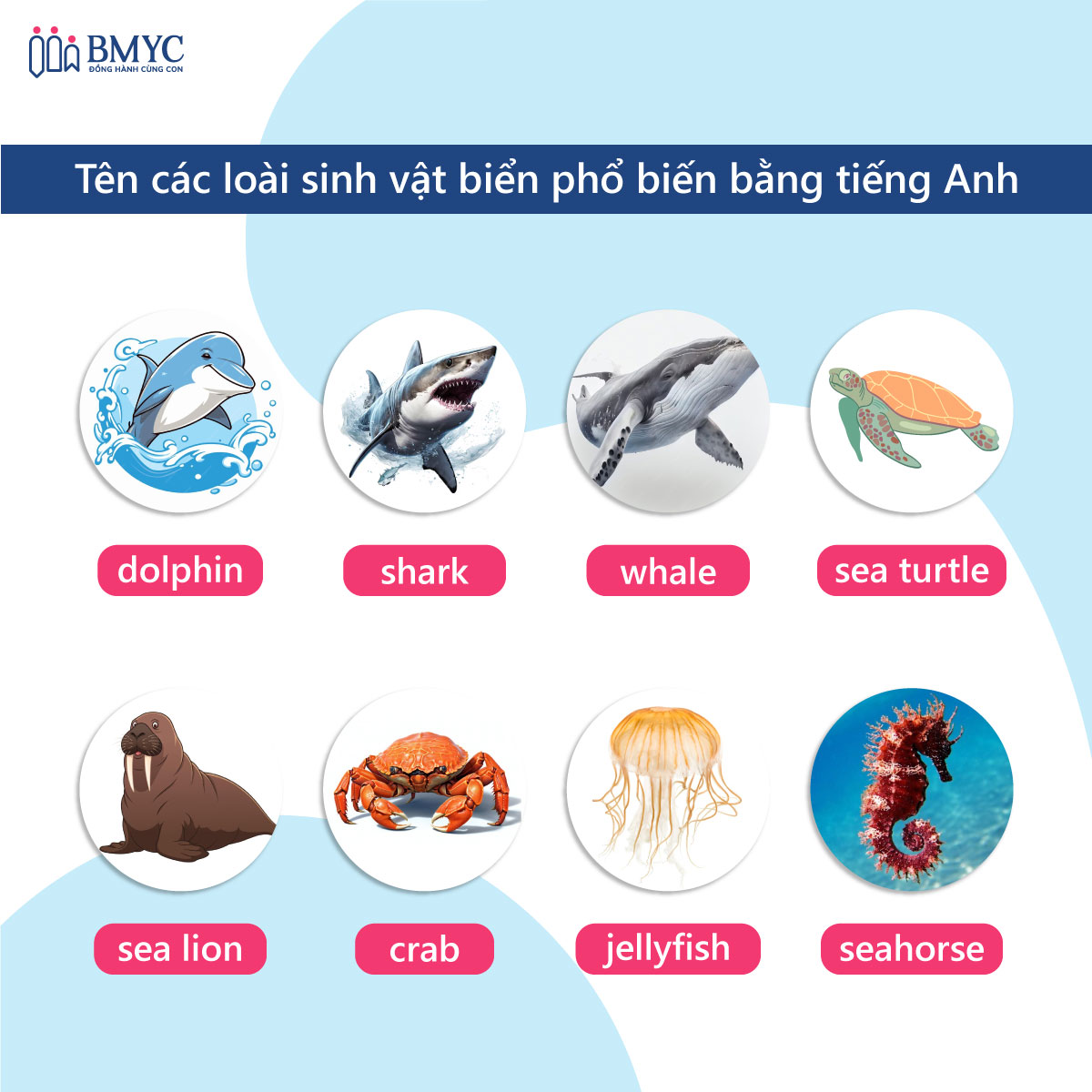 Tên các loài sinh vật biển bằng tiếng Anh - phổ biến