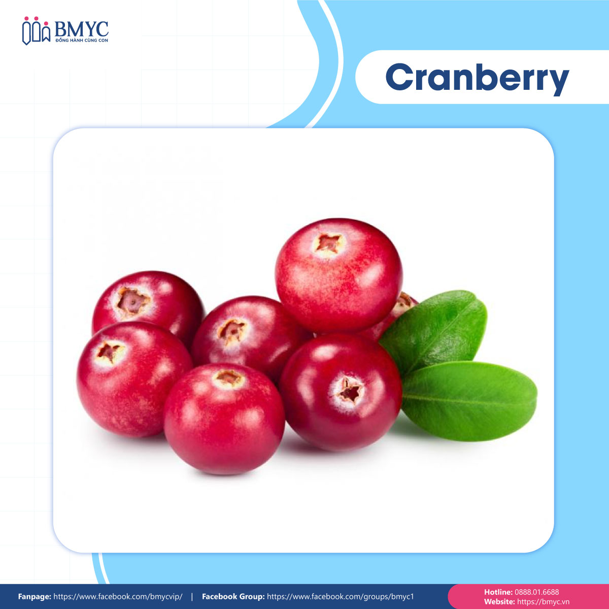 Câu đố tiếng Anh về trái cây - Cranberry