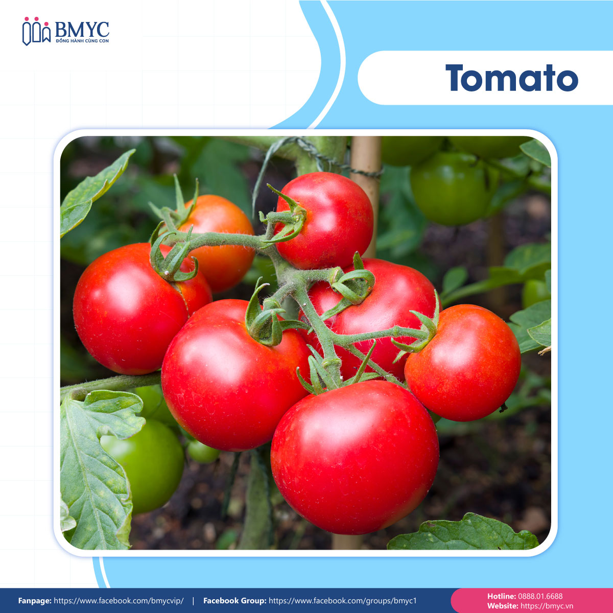 Câu đố tiếng Anh về trái cây - Tomato