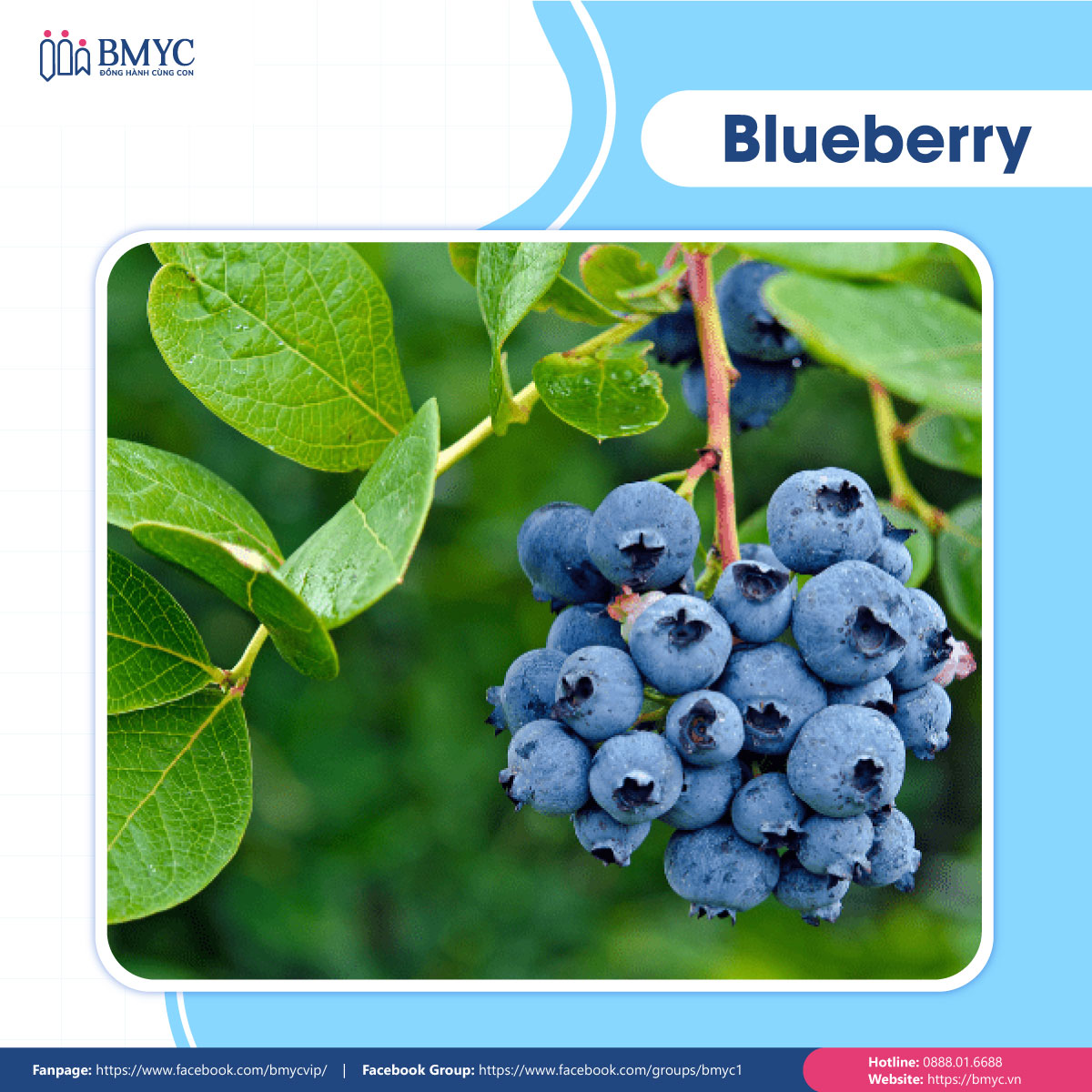 Câu đố tiếng Anh về trái cây - Blueberry