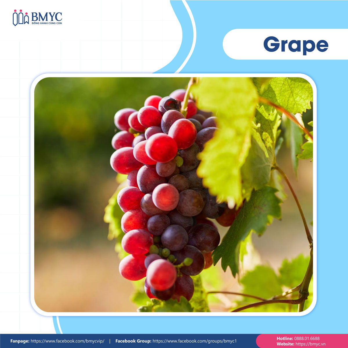 Câu đố tiếng Anh về trái cây - Grape