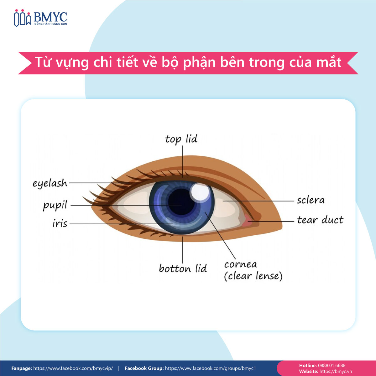 Từ vựng chi tiết về bộ phận bên trong của mắt