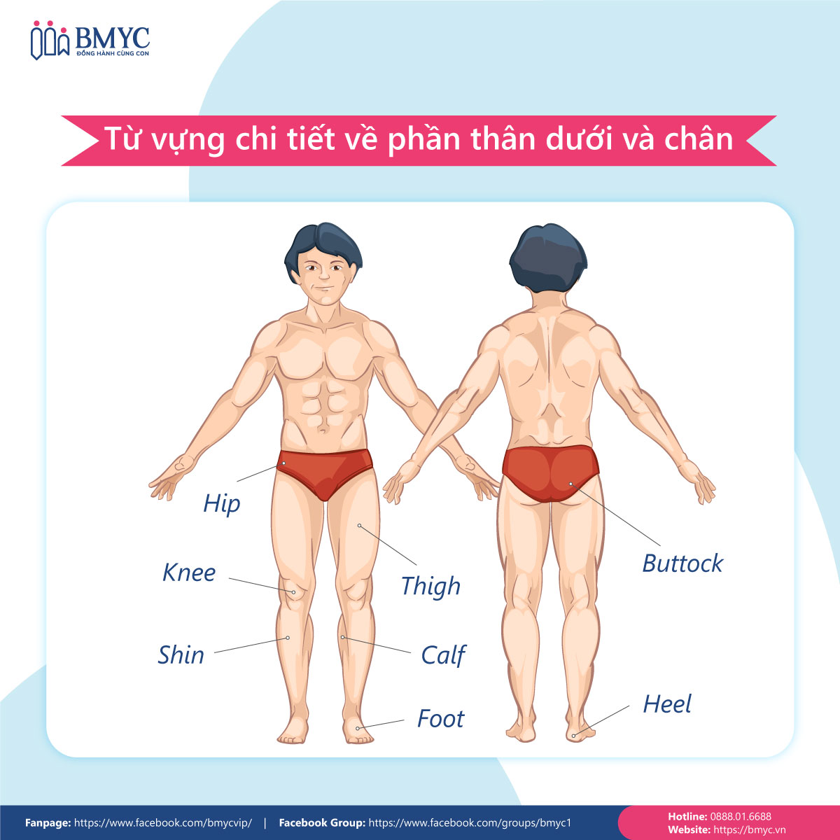 Từ vựng về cơ thể người chi tiết phần thân dưới bằng tiếng Anh