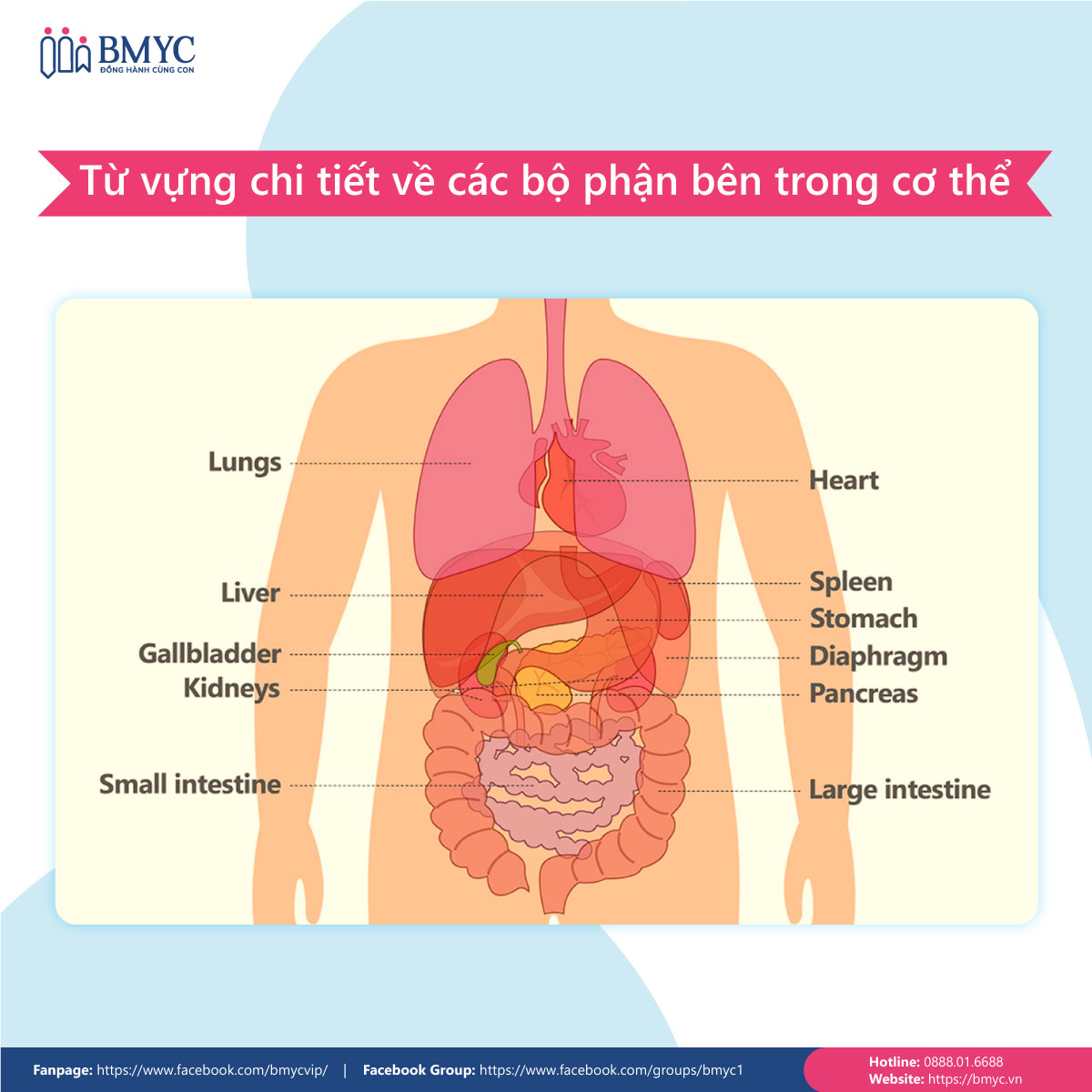 Các từ vựng về cơ thể người mô tả các bộ phận nội tạng bằng tiếng Anh