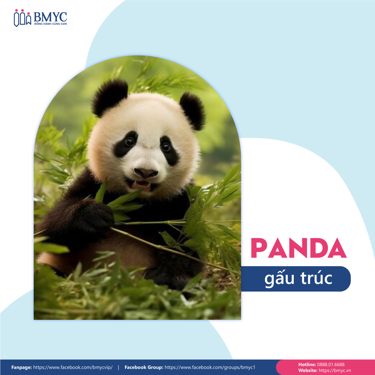 Đoạn văn mẫu viết về con vật yêu thích bằng tiếng Anh - Con gấu trúc (Panda)