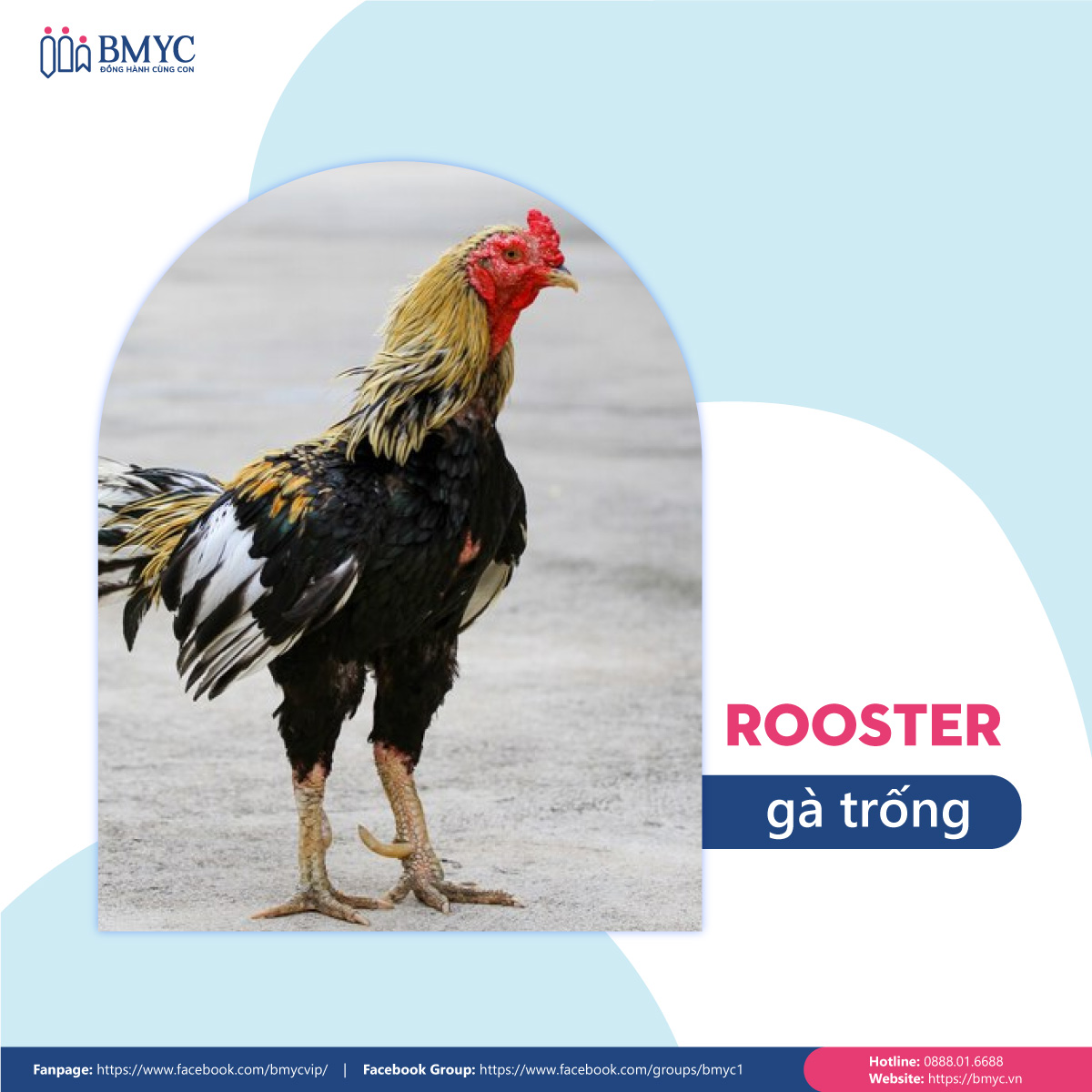 Đoạn văn mẫu viết về con vật yêu thích bằng tiếng Anh - Con gà trống (Roosters)