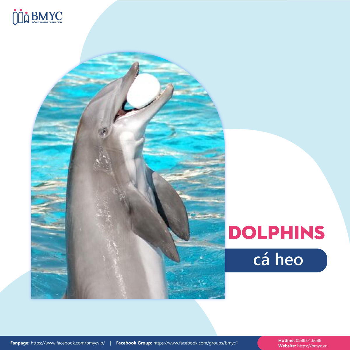 Đoạn văn mẫu viết về con vật yêu thích bằng tiếng Anh - Con cá heo (Dolphins)