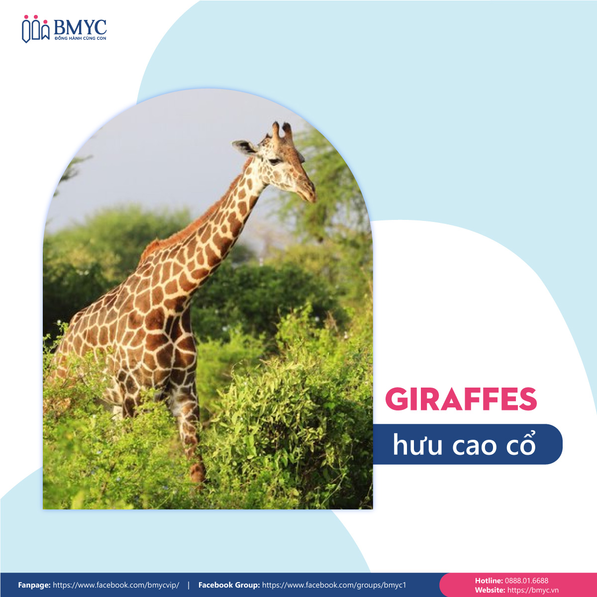 Đoạn văn mẫu viết về con vật yêu thích bằng tiếng Anh - Con hươu cao cổ (Giraffes)