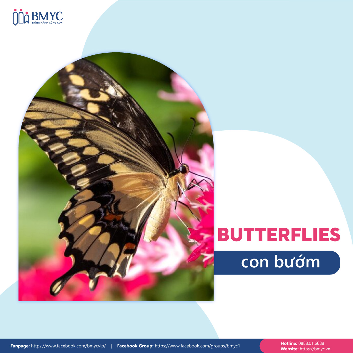 Đoạn văn mẫu viết về con vật yêu thích bằng tiếng Anh - Con bướm (Butterflies)