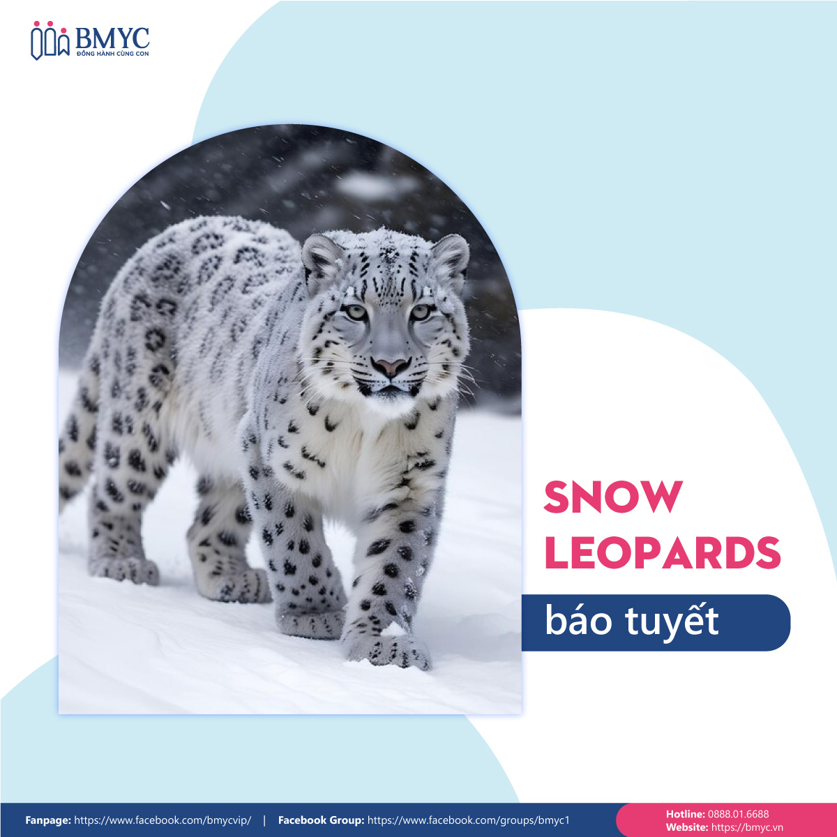 Đoạn văn mẫu viết về con vật yêu thích bằng tiếng Anh - Con báo tuyết (Snow Leopards)