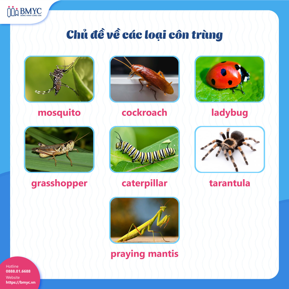 Chủ đề về các loại côn trùng (insects)