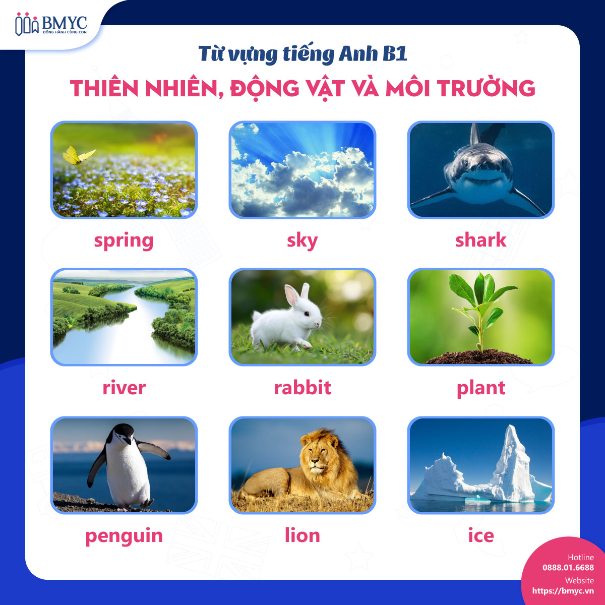 Từ vựng tiếng Anh B1: Chủ đề thiên nhiên, động vật và môi trường