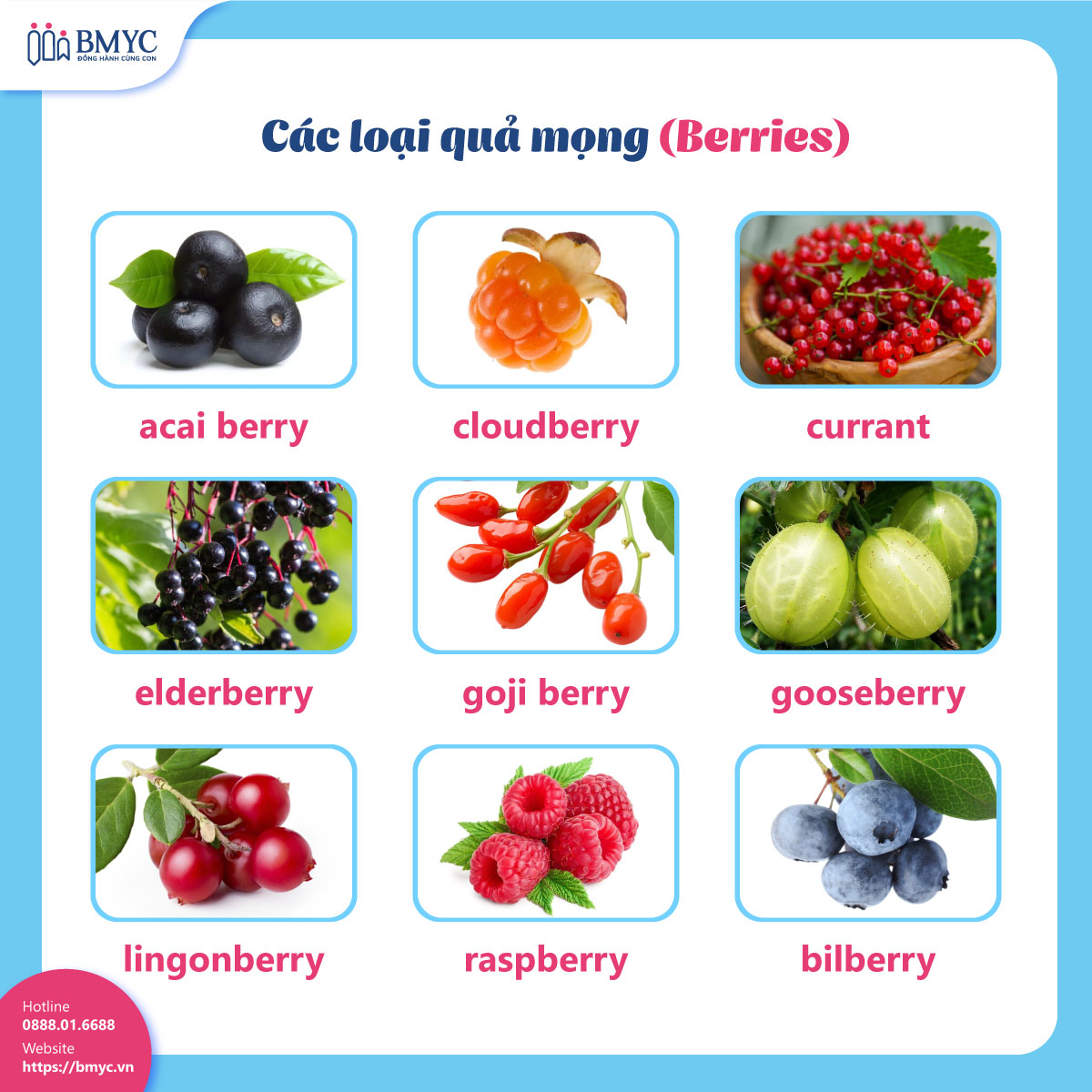 Từ vựng tiếng Anh về các loại quả mọng (Berries)