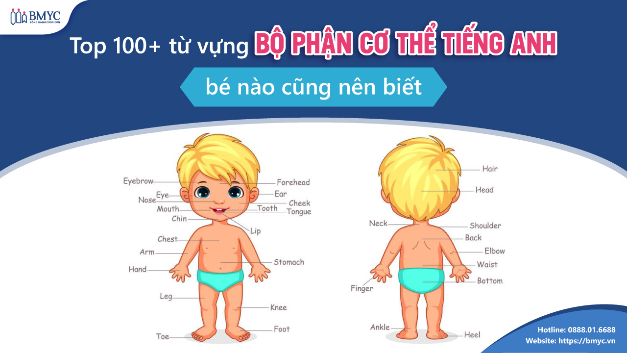 Top 100+ từ vựng bộ phận cơ thể tiếng Anh bé nào cũng nên biết