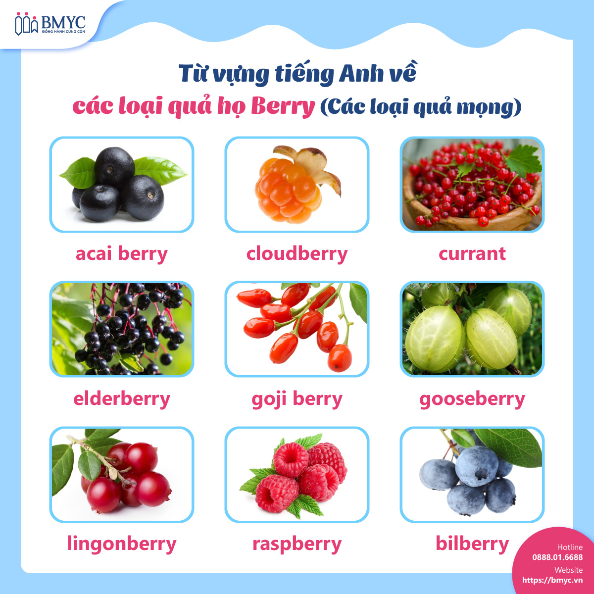 Từ vựng tiếng Anh về các loại quả họ Berry (Các loại quả mọng) Tu vung cac loai trai cay.4