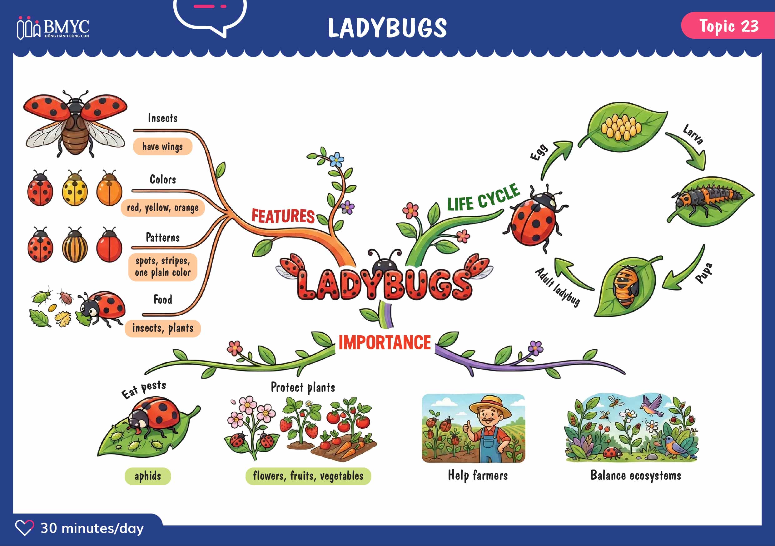 Topic 23 LADYBUGS web 01